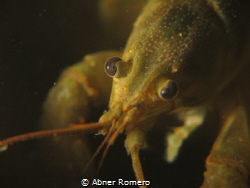 Crayfish in Michigan river by Abner Romero 